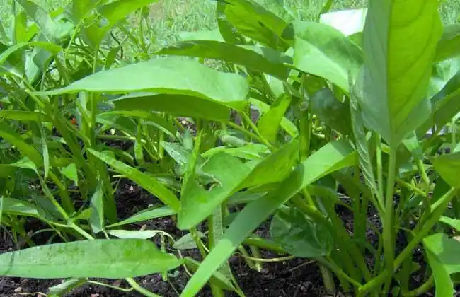 故称"空心菜",分布于我国各地,长江流域各省广泛栽培,北方多以子蕹即