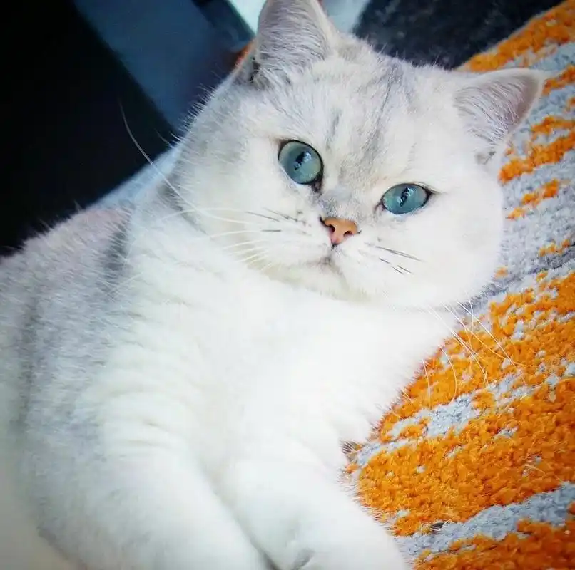 银渐层的品相标准看以下几项!