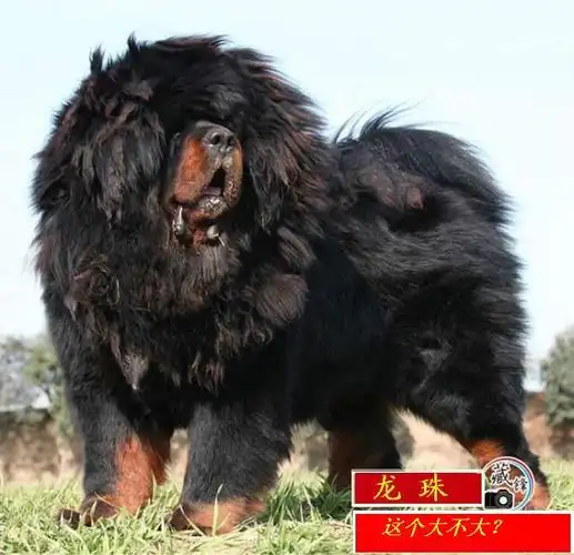 世界最大的藏獒图片