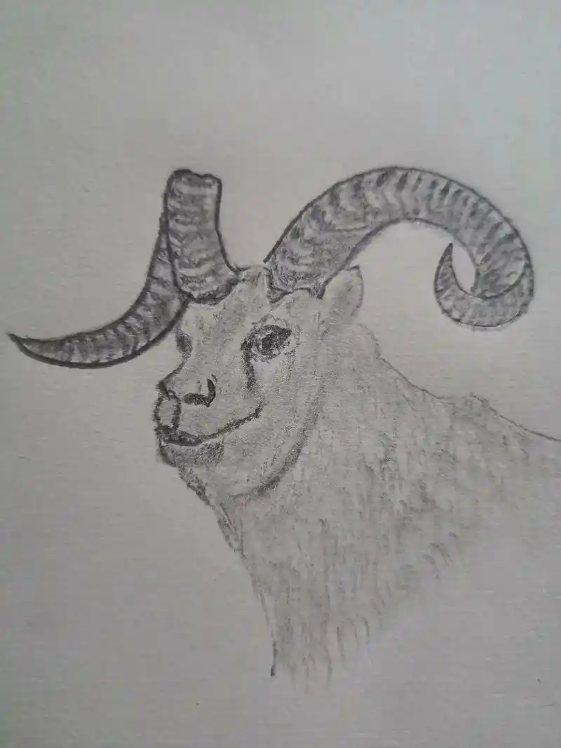 素描画动物练习之山羊 - 抖音