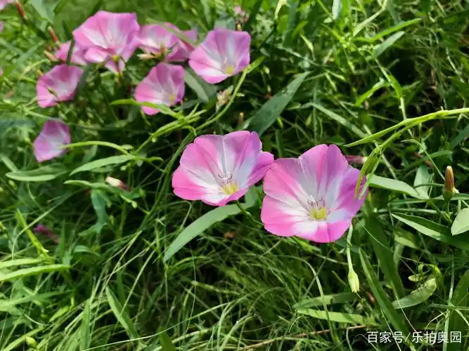 酷暑高温何所惧,一场雨后开满地,牵牛花的近亲田旋花