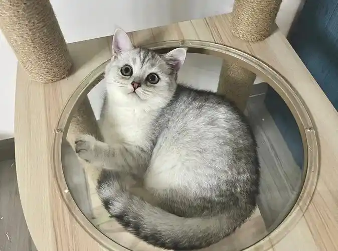 找回出去找女朋友的银渐层00