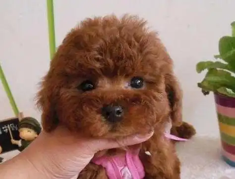 这6种泰迪犬不值得买不想被坑就要看清楚挑选了