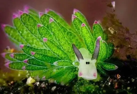 九种奇特海洋生物搜了下真实照片美到让人窒息