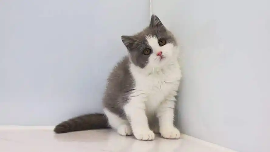 蓝白猫图片,成年蓝白猫图片