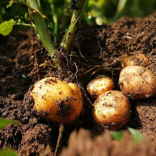 胶州土豆图片_胶州土豆大全/细节图 - 搜好货网海量高清精选图片