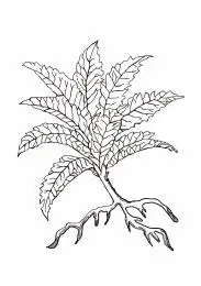 中药植物-板蓝根 植物