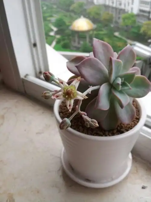 紫乐徒长了怎么办