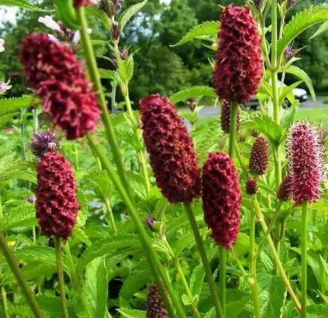 地榆图片地榆野菜图片