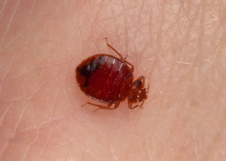 你好,请问一下我的床垫儿上长了好多小虫子.