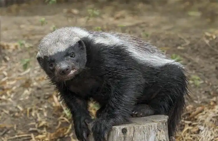 平头哥是什么动物图片