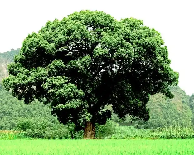 景区内有一棵一千六百多年的古樟树,枝繁叶茂,象一把大伞,要四五个人