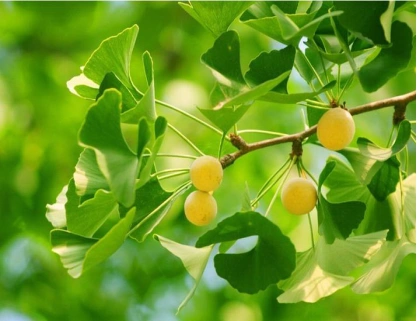 植物图谱 绿植图谱 银杏 > 正文  银杏是生活中十分常见的行道树种