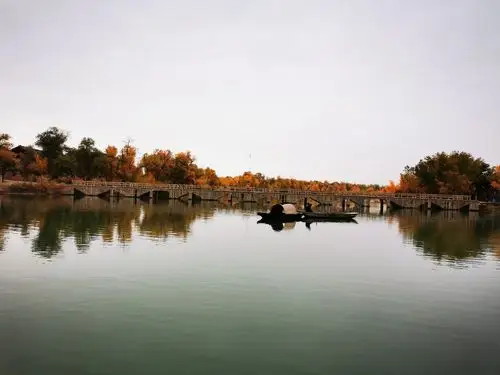 新疆巴楚原始胡杨林