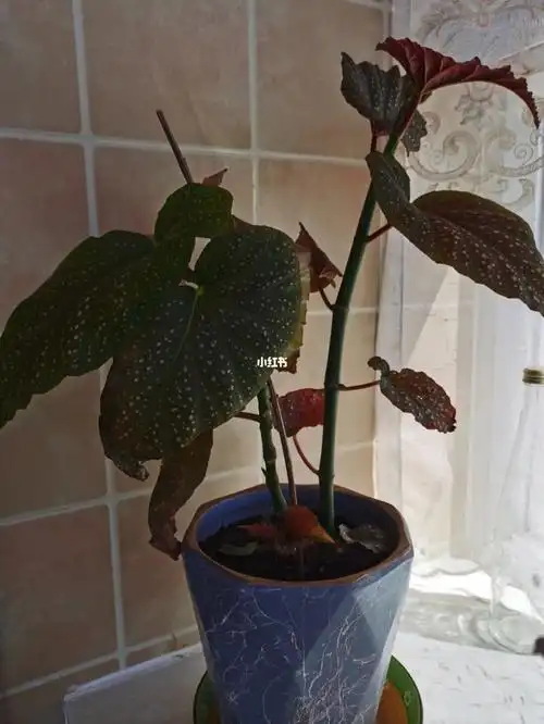 年前从妈妈家拿来的竹节海棠扦插小苗,现在已经长到这么高了,而且最高