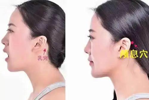 可见耳后有一凸起高骨,即耳后乳突,在其前上缘,按压有酸痛感处,即为本