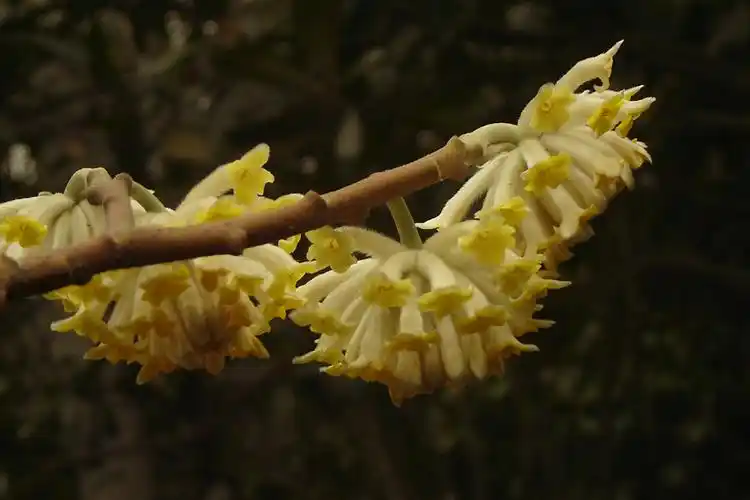 p>瑞香科指的是 a href="#" data-lemmaid="229000">被子植物门 /a>