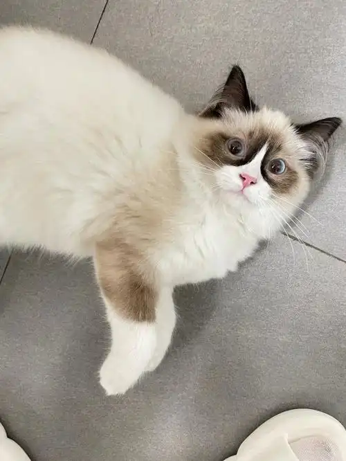 挑战全网开脸最对称的布偶