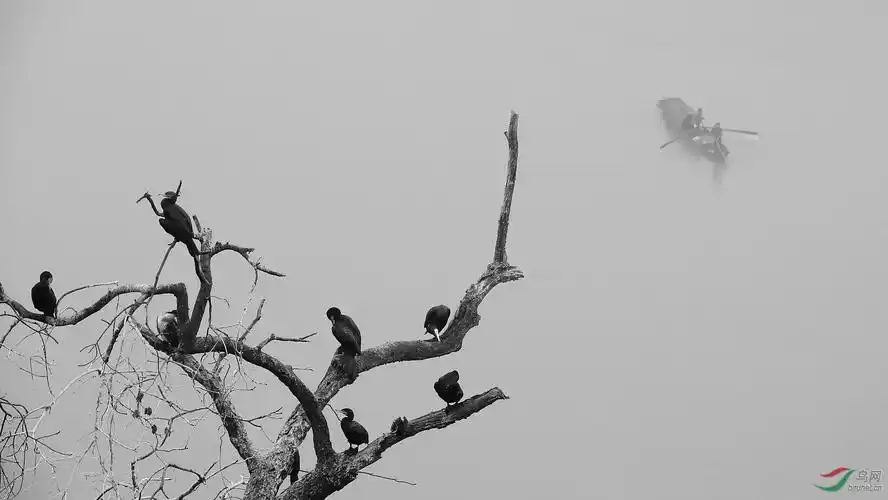 黑白意境片-枯树寒鸦,渔舟暮归