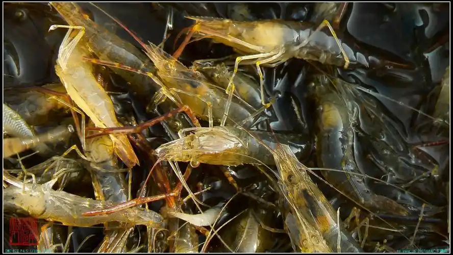 佛山东平渔民—lr学习篇6 - lightroom摄影photoshop后期