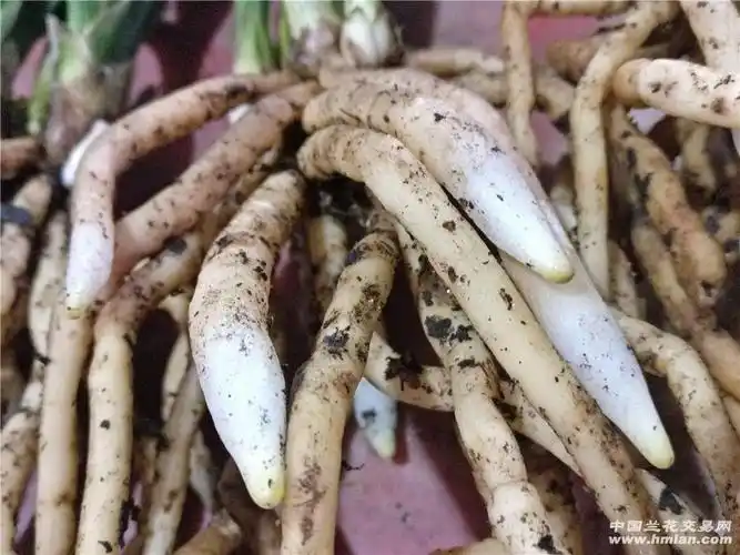 水晶草的水晶根