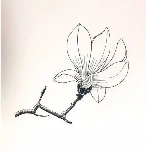 【黑白线稿】花卉植物类,喜欢画花卉的不要错过哟_昙花_声音_绷子