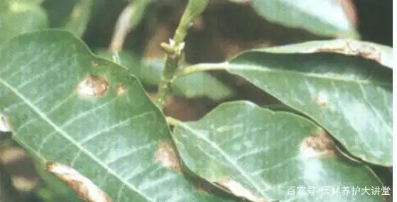 炭疽来袭,白兰花幸免了吗?