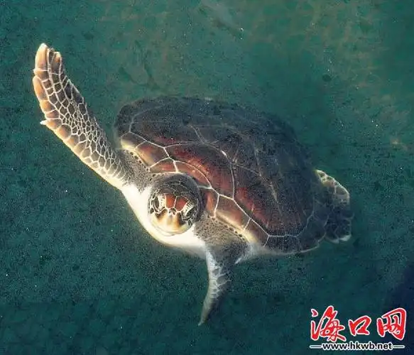 在三亚某游艇码头边上,几只用海水养殖的重达十多斤的海龟时而潜下水