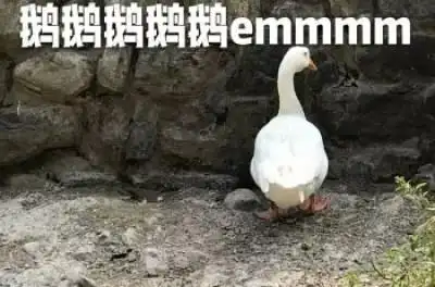 笑出鹅叫是什么梗