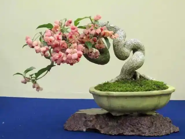 盆景界中难得的粉红色——真弓(卫矛)