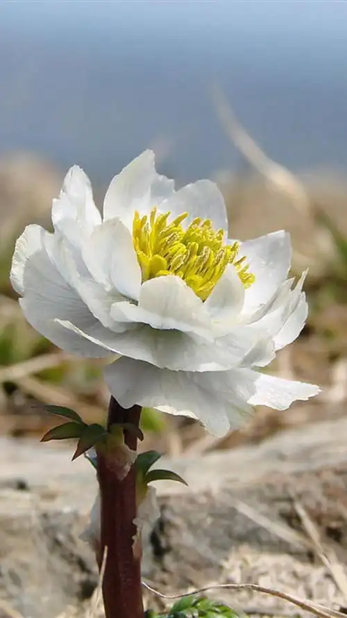 唯美雪莲花,高清图片,手机锁屏桌面-壁纸族