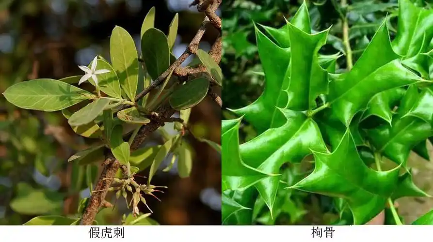 为啥有些农村人家种老虎刺,有什么作用?