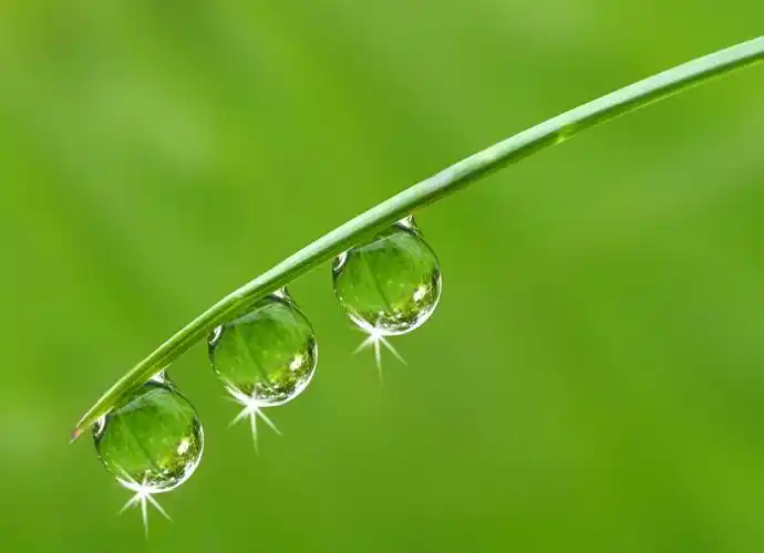 唯美树叶水珠水滴写真高清图片