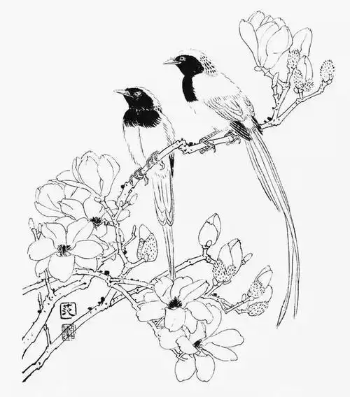 素材| 一组玉兰花工笔白描底稿 冰清玉洁 美好向往