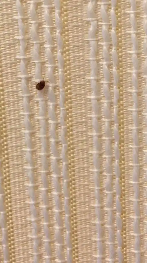 最近家里有间卧室有这个虫子.像芝麻粒大小.爬在墙布上.