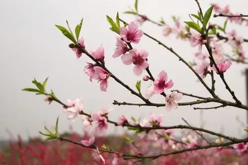 【三月桃花开摄影图片】生态摄影_太平洋电脑网摄影部落