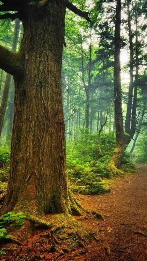 森林,树木,路径,雾 640x1136 iphone 5/5s/5c/se 壁纸,图片,背景,照片