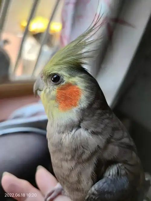 求助玄凤这是得了单眼伤风吗