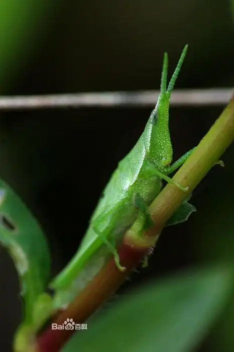 公园地上一种全身是绿色,翅膀也是绿的,翅膀下是红色的,这是什么虫?