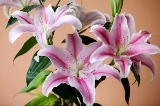 香水百合(香水百合花有毒吗 适合在室内养吗)