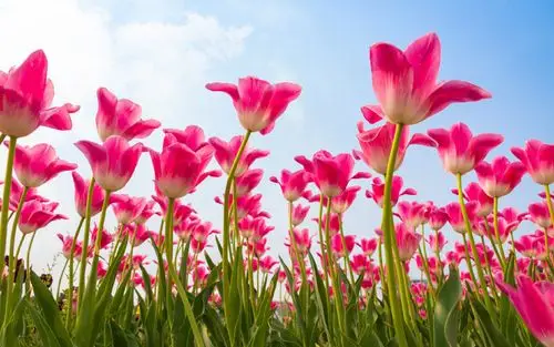 清雅脱俗的郁金香图片桌面壁纸