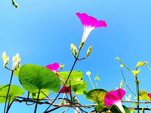 大自然恩赐百花来点缀世界!