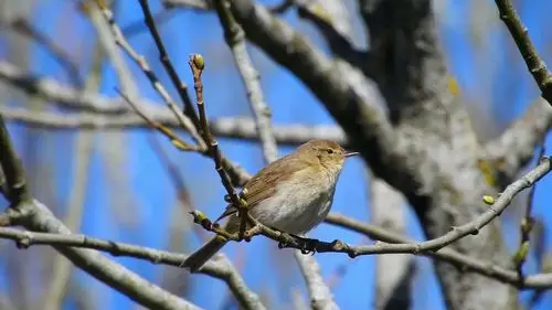 树枝上的小鸟叫,可爱小鸟