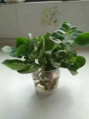 水培长寿花,一样开花.