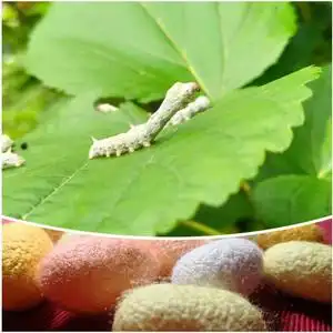 天然彩茧蚕彩丝蚕吃桑叶结彩色茧蚕宝宝活体学生养蚕套装活蚕小蚕