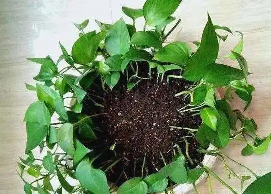 原创别再让绿萝爆盆了给它一根杆就能长成小瀑布