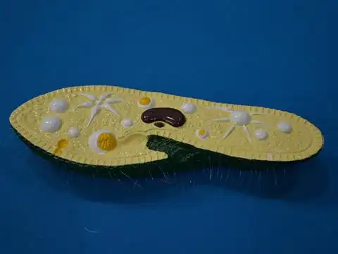 草履虫模型