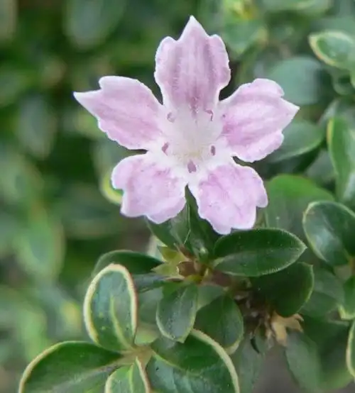 红花六月 em style=color:red>雪 /em>图片