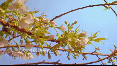 徐磊 王云超 隋毅 奚宁 张晋通 徐萍阳配音:丁玎编辑:婧琦 燕子主编