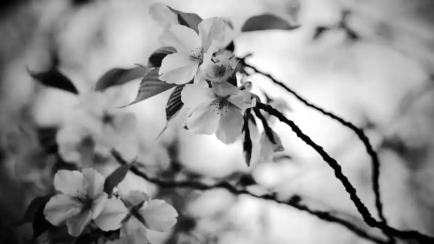 创意黑白花卉摄影高清桌面壁纸